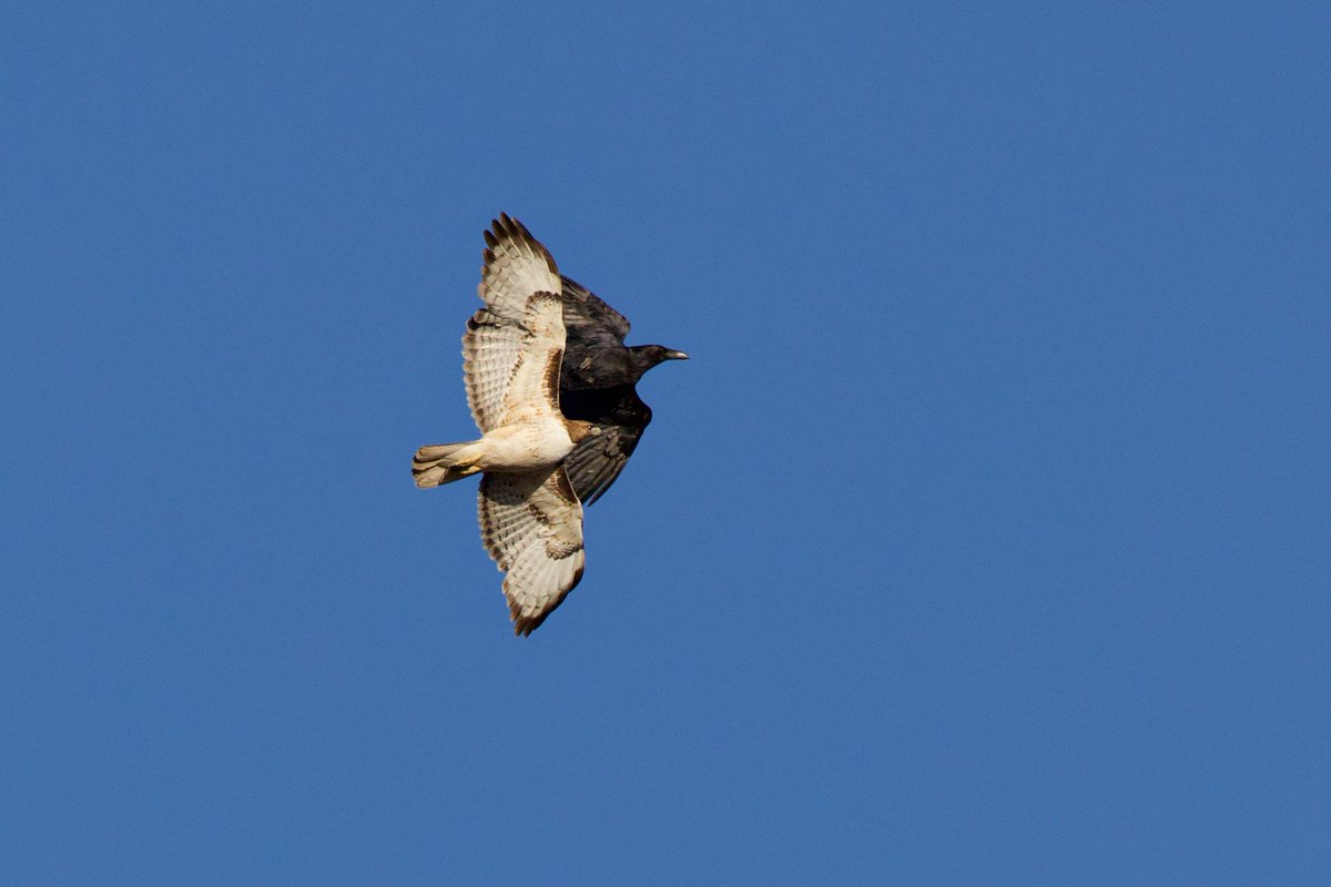 techboone's tweet image. Red-tailed Hawk and Common Raven #birds #birdwatching #birding #birdphotography #avianphotography #Canonr6mk3 #AZ