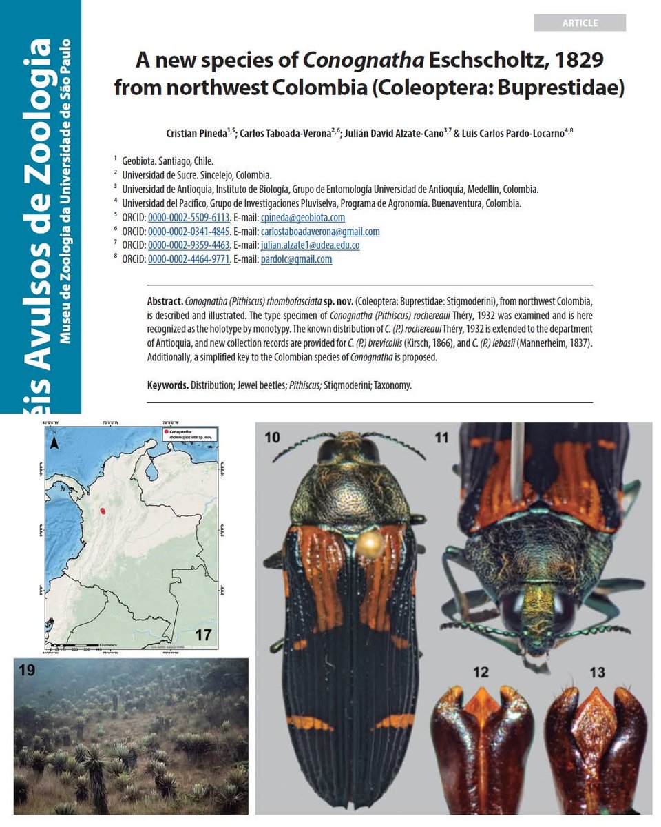 Una nueva especie de Buprestidae para Colombia 🪲🌎🇨🇴
revistas.usp.br/paz/article/vi…