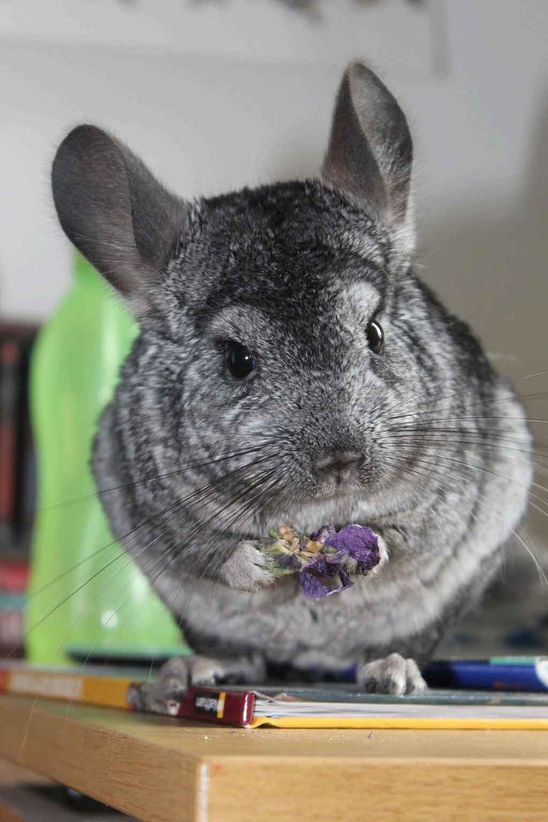 Chinchilla Every Hour (and a half) tweet media