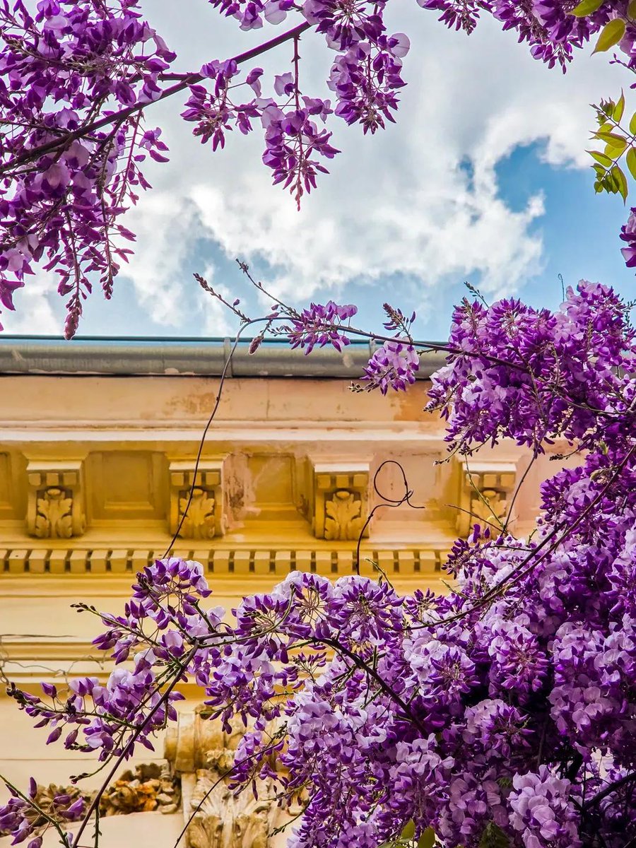 Travel_2Romania's tweet image. Wisteria in heaven 💜☁️📸
#Bucharest #România
📷 Mihăiță Mano