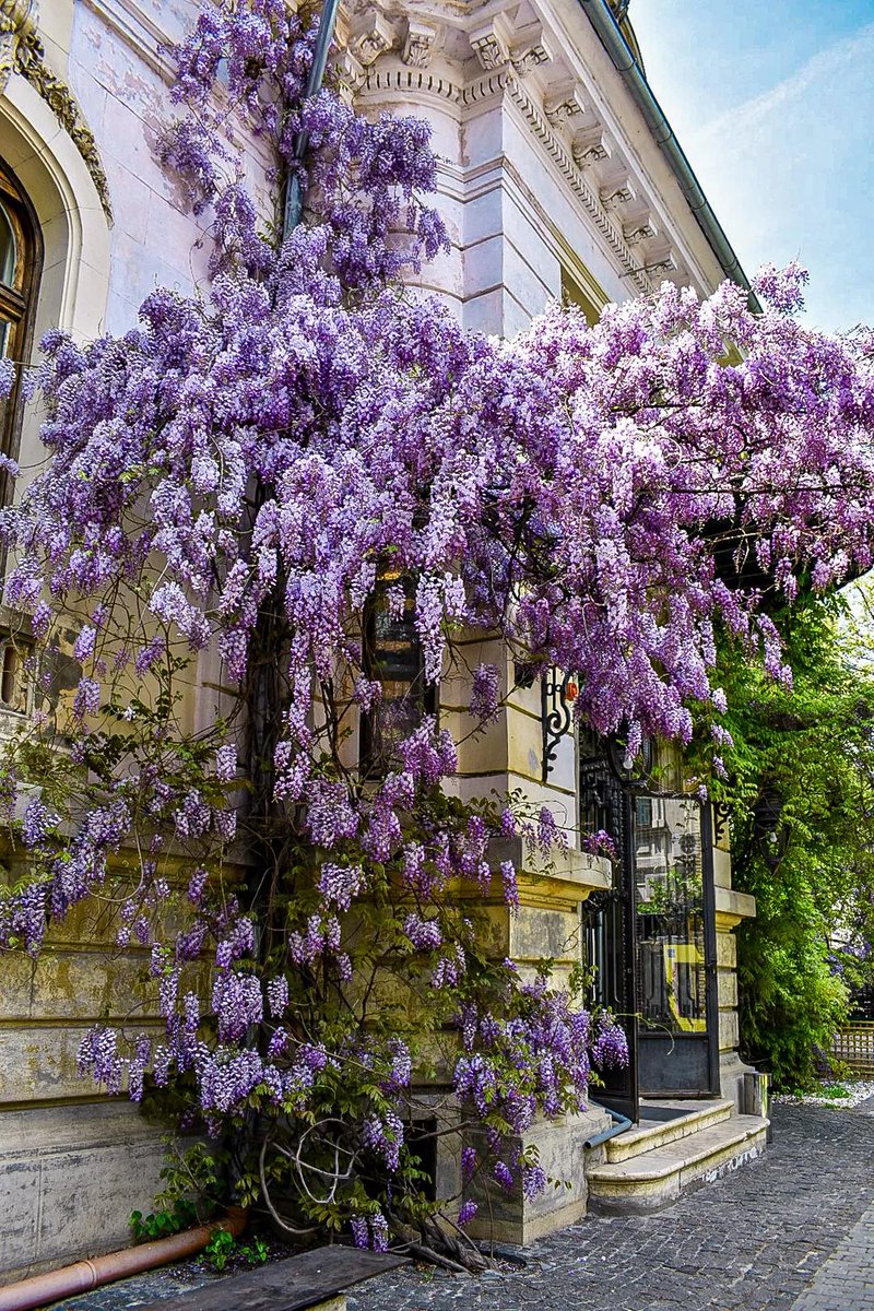 Travel_2Romania's tweet image. Wisteria in heaven 💜☁️📸
#Bucharest #România
📷 Mihăiță Mano