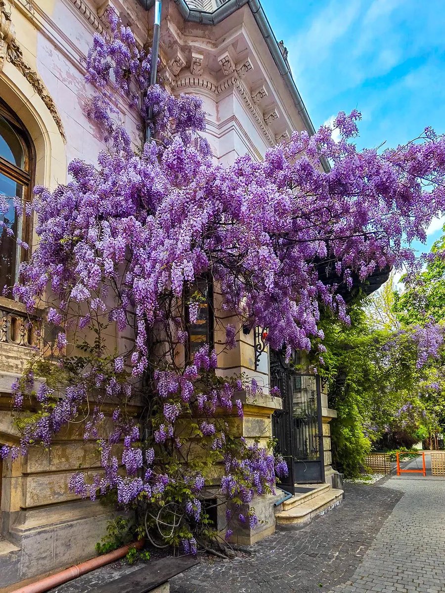 Travel_2Romania's tweet image. Wisteria in heaven 💜☁️📸
#Bucharest #România
📷 Mihăiță Mano