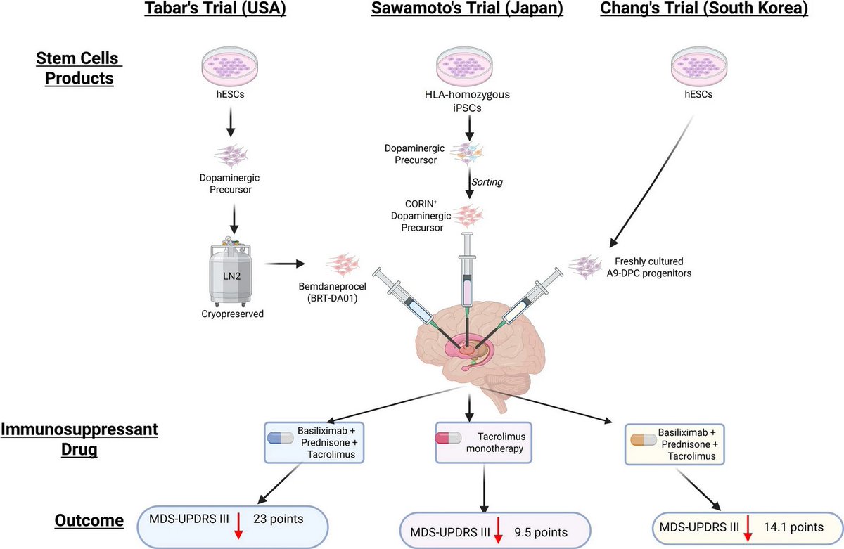ScienceofPD's tweet image. New analysis of 3 cell transplantation trials "that mark a signif. leap forward for #Parkinsons therapy"; "The path forward requires larger, blinded trials, protocol optimization, &amp;amp; long-term monitoring"; “How can we make this better &amp;amp; available for all?”
link.springer.com/article/10.118…