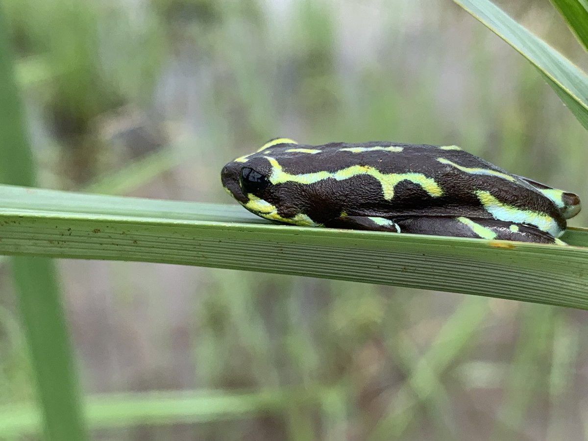 Mapendo MINDJE (Frogman of Rwanda) 🇷🇼 🐸 tweet media