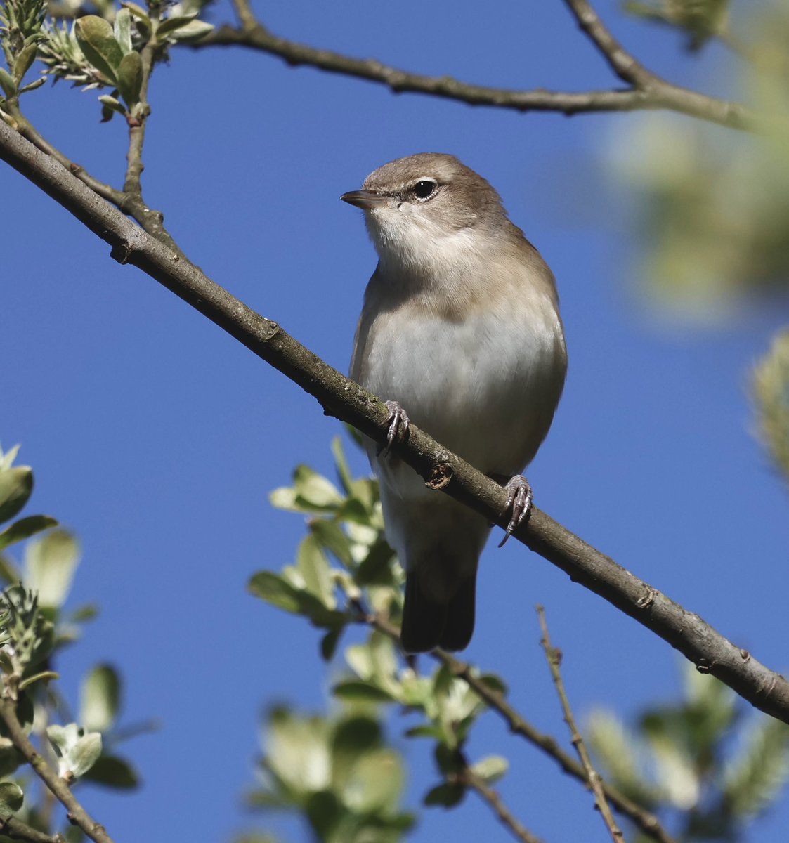 stevesando1's tweet image. Garden warbler amongst the Willows. Bodmin moor.
#birds #birding