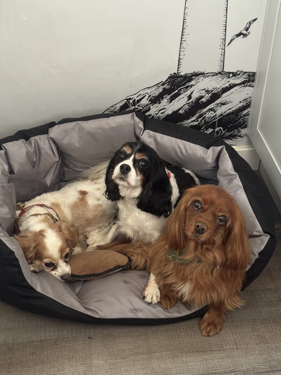 LisaSprigmore's tweet photo. @KensingtonRoyal Happy birthday Otto from my 3 Royal Pups 😉 https://t.co/KBTUaEKumt