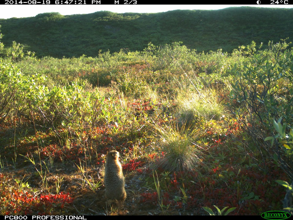 UVicGeog's tweet photo. Happy International Day of Biological Diversity! Every ecosystem, no matter how remote, plays a vital role in the richness of life on Earth. In the Socio-Ecological Lab, Noémie &amp; her team study Arctic biodiversity to better understand the impacts of  climate change https://t.co/K2i9YYWHzT