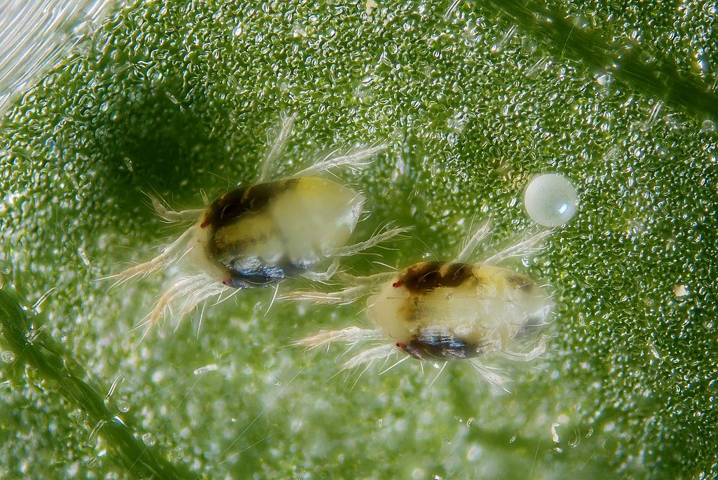 West Texas Integrated Pest Management tweet media