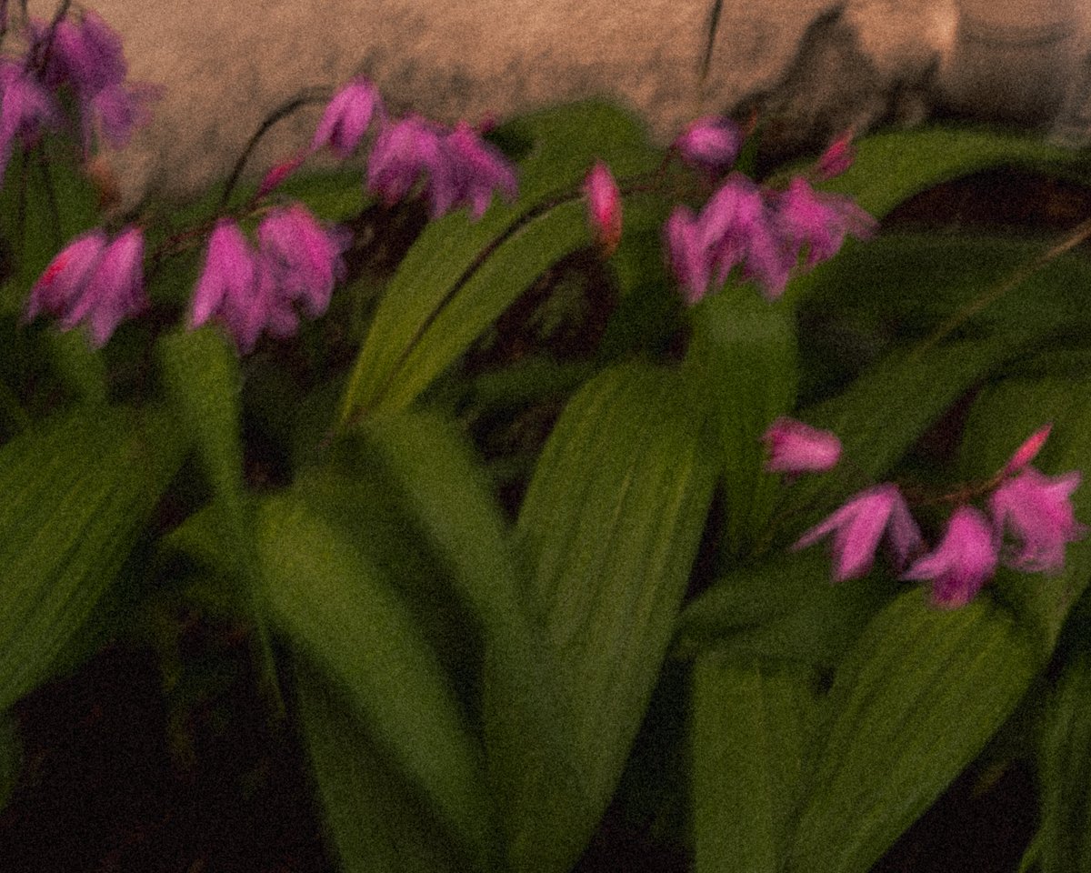 RRnmzh's tweet image. Vivid colors sometimes speak directly to emotions, transcending form.
By blurring the outlines of these flowers, i want to capture the scent and the sway of the wind.
My impressionist vision breathes quietly within nature.

#NFTPhotography #Impressionism