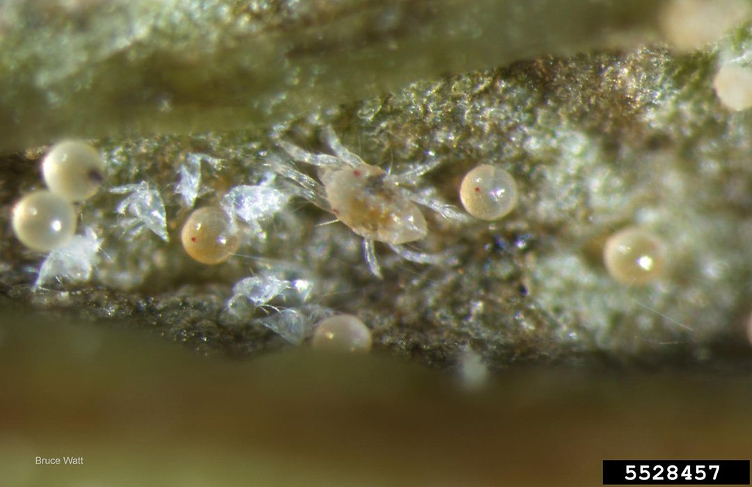West Texas Integrated Pest Management tweet media