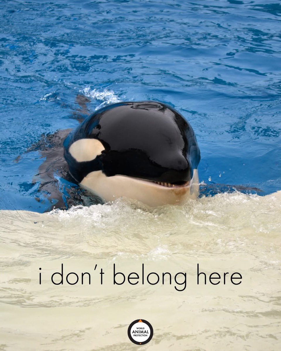 🗣️ ORCAS DON'T BELONG IN TANKS