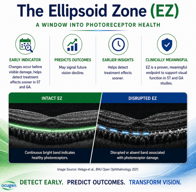 Ocugen's tweet photo. What is the Ellipsoid Zone (EZ)? EZ is a structural biomarker for photoceptor integrity which correlates to visual function. Share this with someone who should know more about EZ.

#EyeHealth #Biotech #Retina #Ophthalmology #AMD #StargardtDisease https://t.co/kFjrexYgQ6