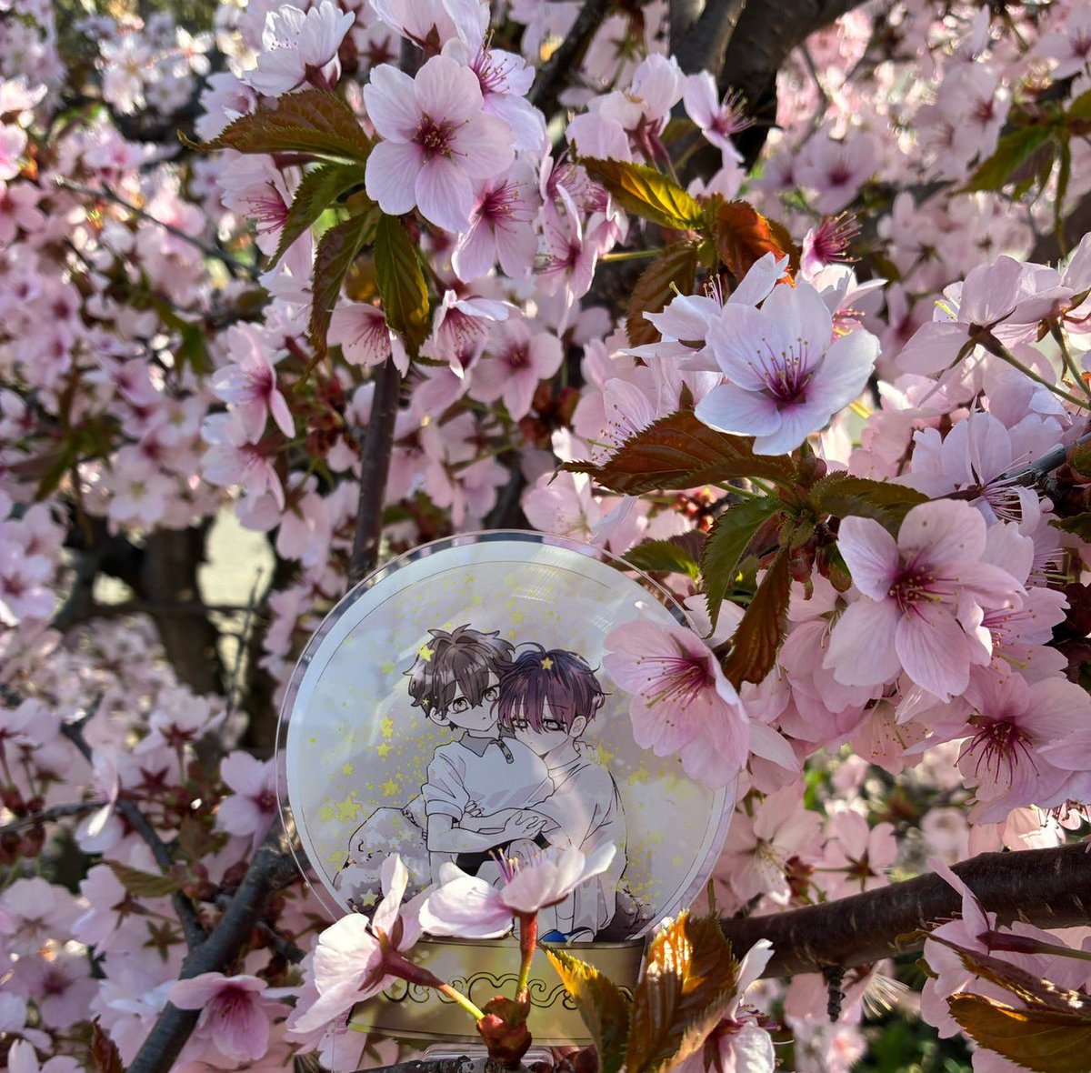 ようやく桜が咲き始めたので、 今年もあまりんとお花見🌸◦° 名所や