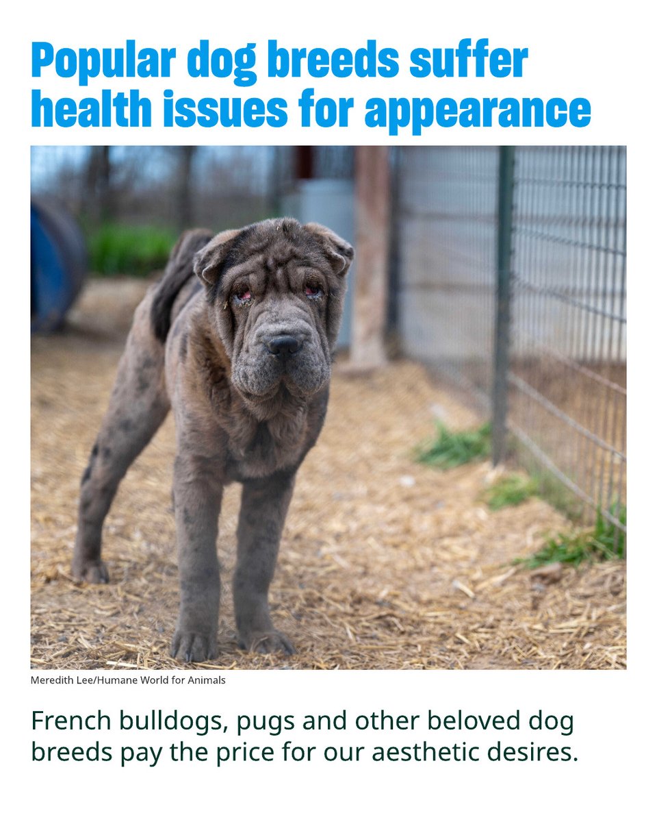 Humane World for Animals tweet media