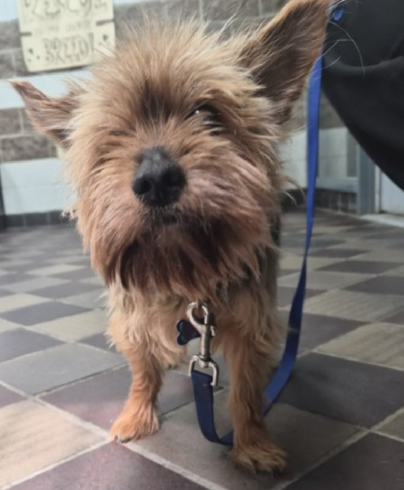 nyc_lilpaws2025's tweet image. Meet Dior Button 251589
#NYCACC #AdoptMe 
He is a 10.8 lb, 10 yr old senior boy 
Emaciated, anemic, dental disease, partial vision loss🚑
Overwhelmed in shelter 
Needs all adult home 
Let's find a home for Dior Button!
nycacc.app/browse/251589
#Pledge4Medical #foster #adopt