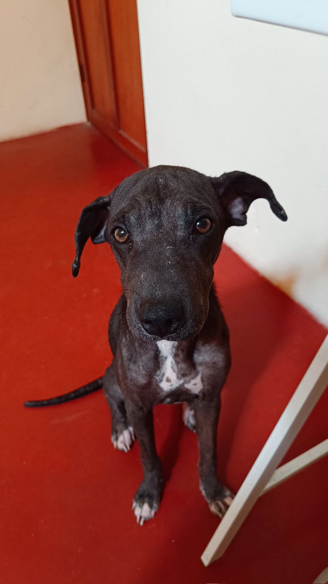 Miren el cambio de la pequeña Mora solo en 5 días 🥹🫐
Adoptar salva vidas ❤️