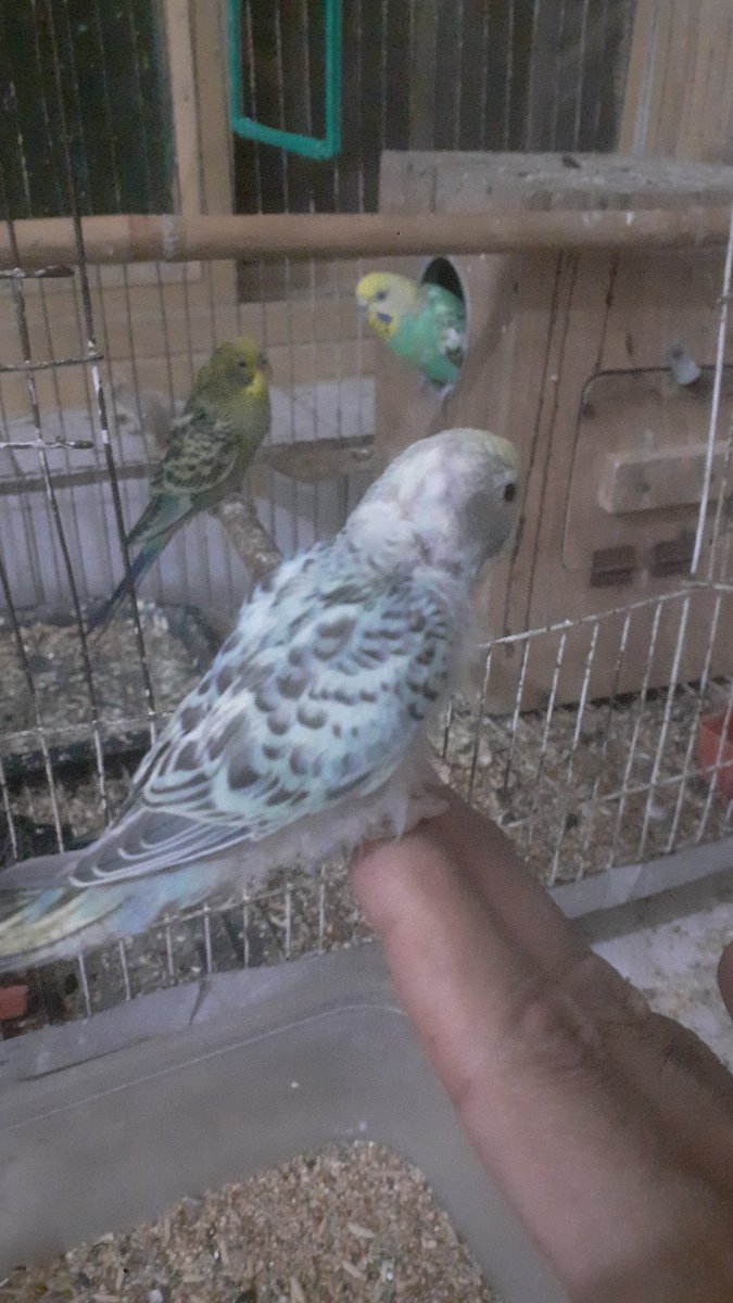  tweet media