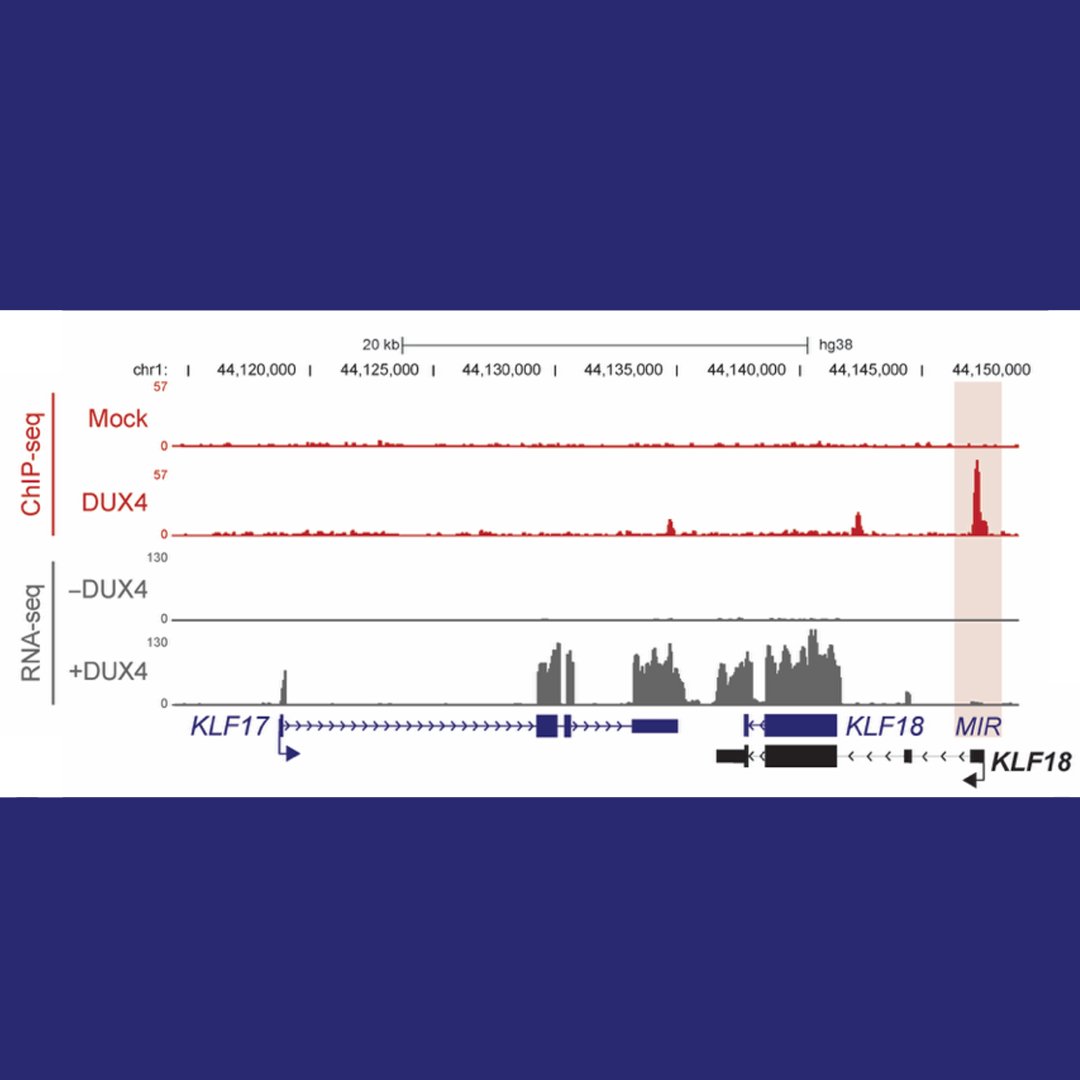 Genes & Development tweet media