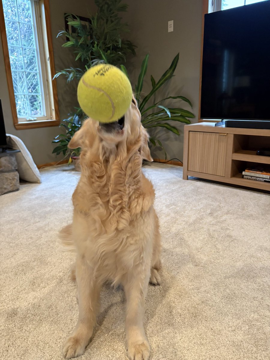 WalterTheGolden's tweet image. Went with both frens! 
#ballislife
#lessmurraymorewalter
#lessmurraymoreballs