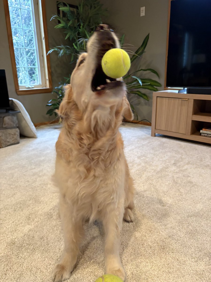 WalterTheGolden's tweet image. Went with both frens! 
#ballislife
#lessmurraymorewalter
#lessmurraymoreballs