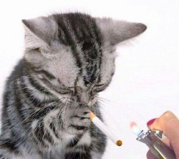 Mai 𝜗ৎ tweet media