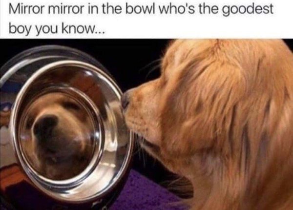 GoldretrieverUS's tweet photo. Good Morning from the Golden Retriever Channel
Pro tip- they are ALL the goodest---to youππ
#bestdogs (via https://t.co/8fObuIqkbN IG) https://t.co/nfL8WkwPOO