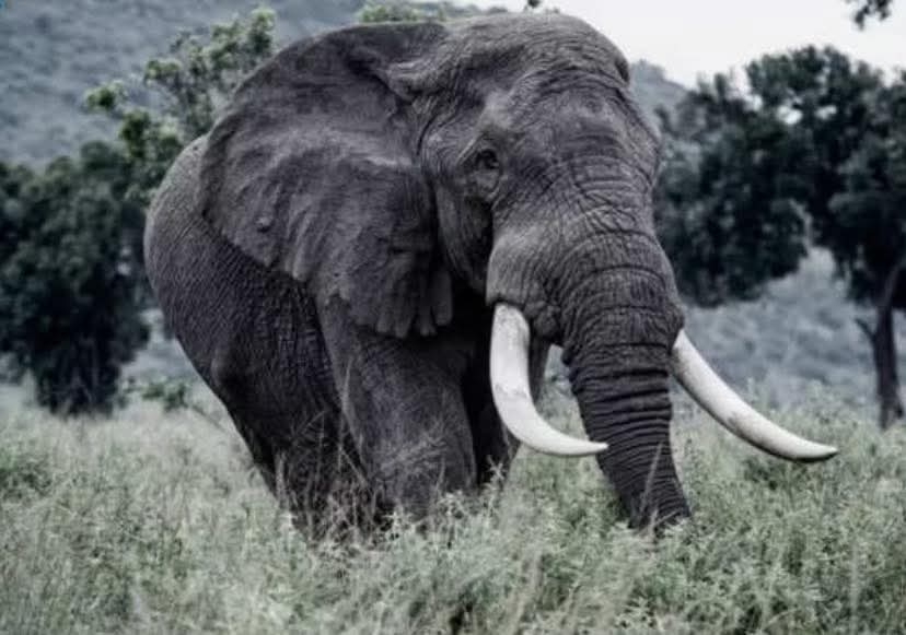 AyshahAwan's tweet photo. the well-being of other animals and our own are tightly intertwined, a win-win for all."
Dr. Marc Bekoff
3/3
#LongevityConservation
#OlderAnimalsMatter
#AnimalLivesMatter
#KillingIsNotConservation
#BanTrophyHunting
#ProtectSuperTuskers https://t.co/uoUIouMJTv