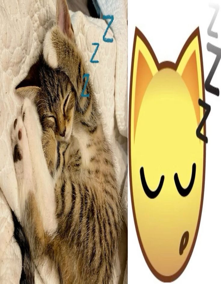 billu ki gaandmasti 🐈‍⬛ tweet media
