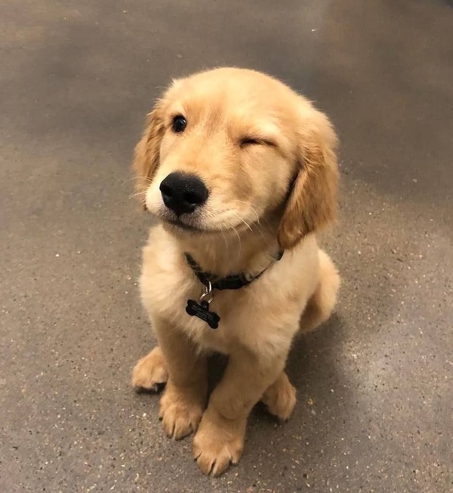 hollbunny's tweet photo. ilyapuppy .... https://t.co/nFK5SMoVlX