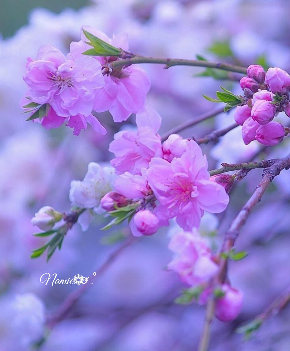 kqWdKaNm6e5PPDB's tweet image. 5月2日誕生花🌷

️🩵フリージア「恋の予感」
🩷鈴蘭「純愛」

🧡誕生色「マラカイトグリーン」
🫒色言葉〖情熱的〗
🏵性質【社交的だが喧騒を嫌う自然派】

💎誕生石「イエローベリン原石」
🌿石言葉【耐える愛】

🍾酒言葉
「マリブパイナップルマティーニ」
【楽しい会話で人を集める快活な元気者