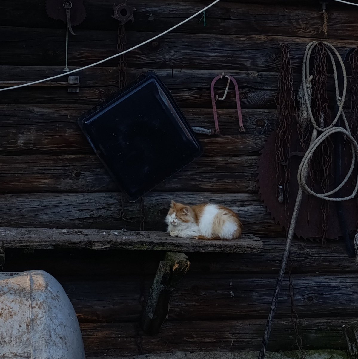 котик - на полставки tweet media