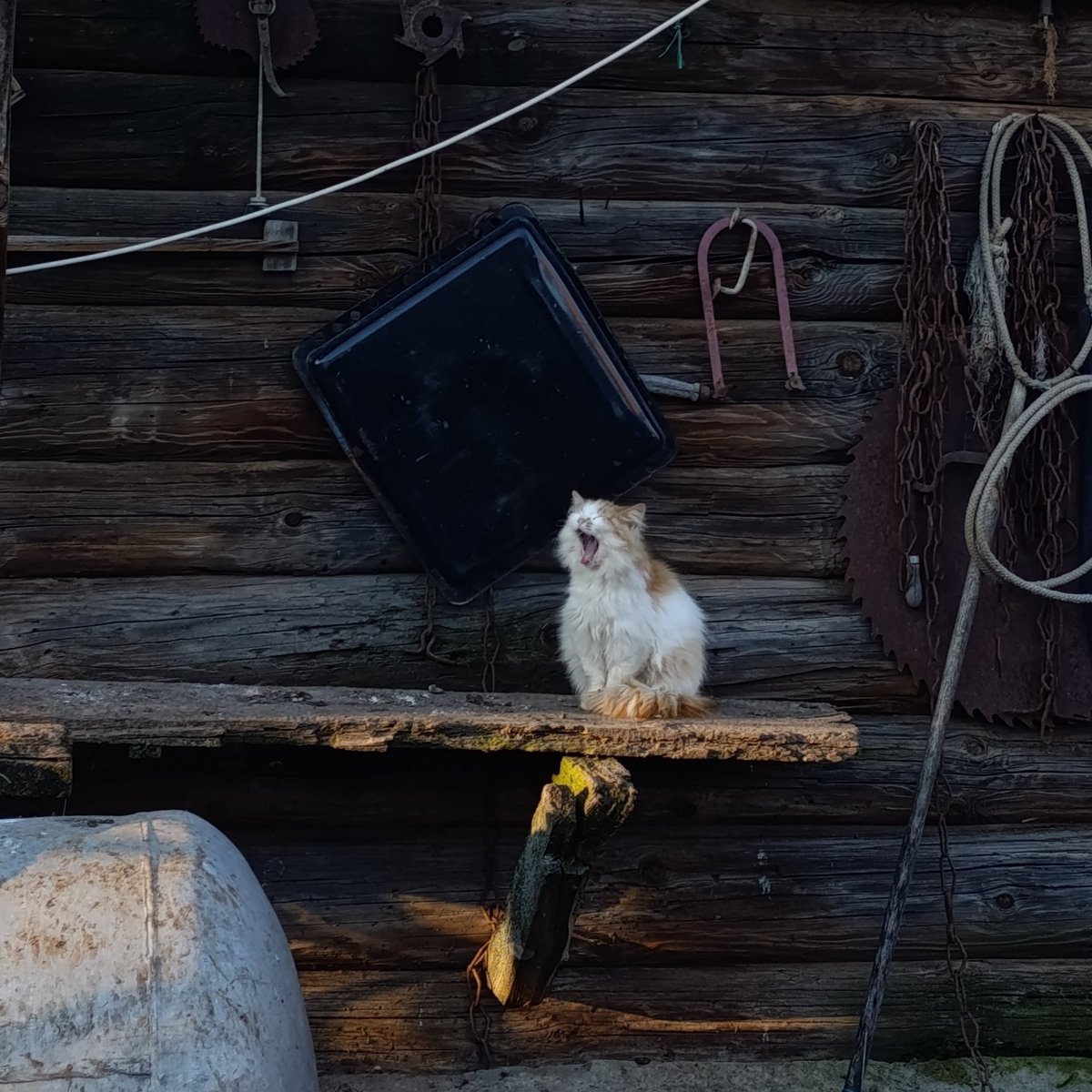 котик - на полставки tweet media
