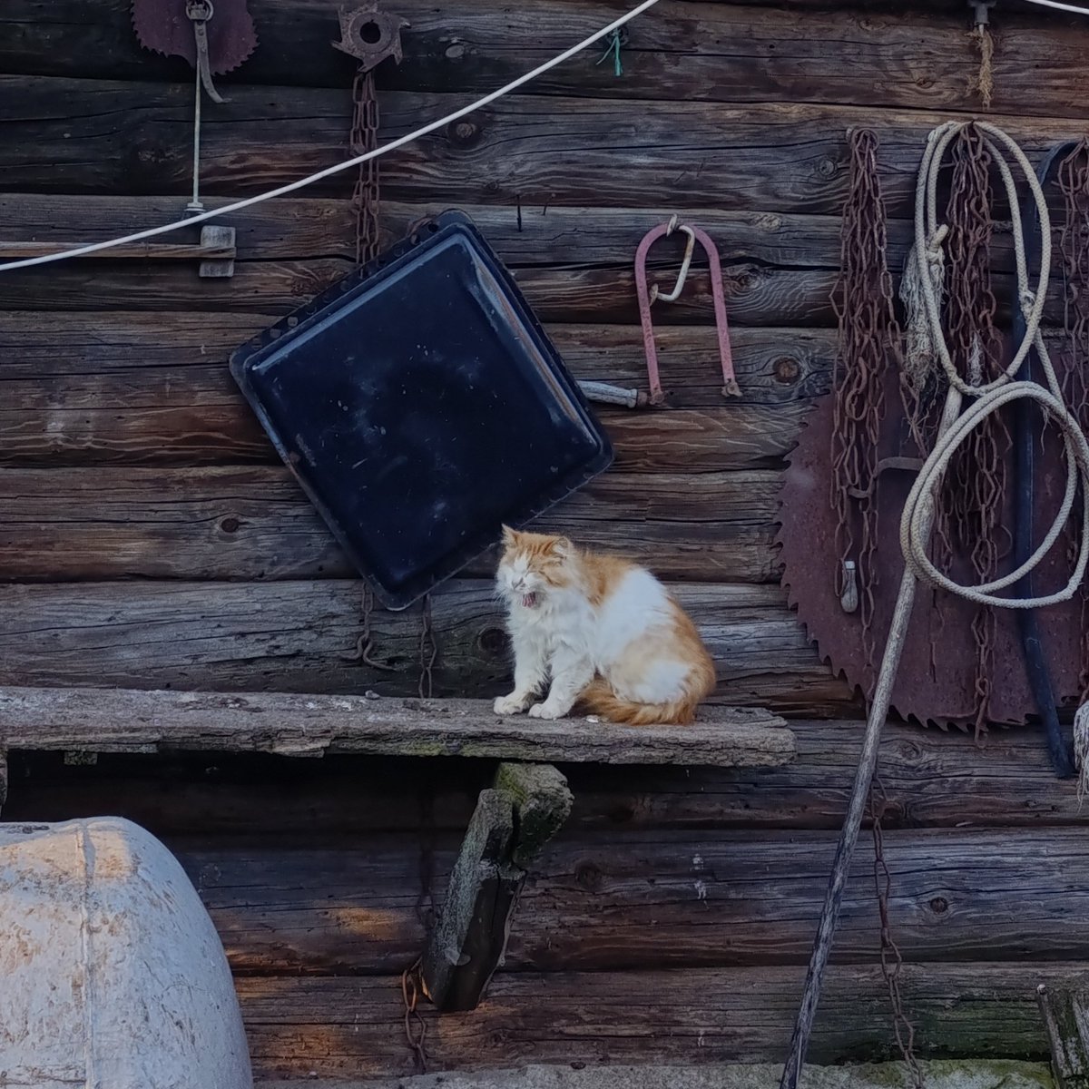 котик - на полставки tweet media