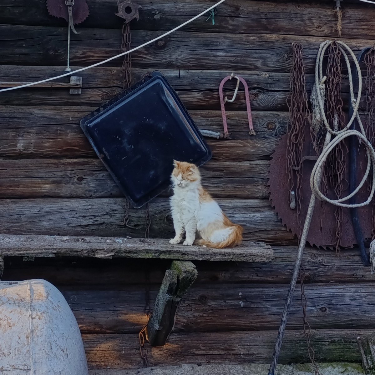 котик - на полставки tweet media