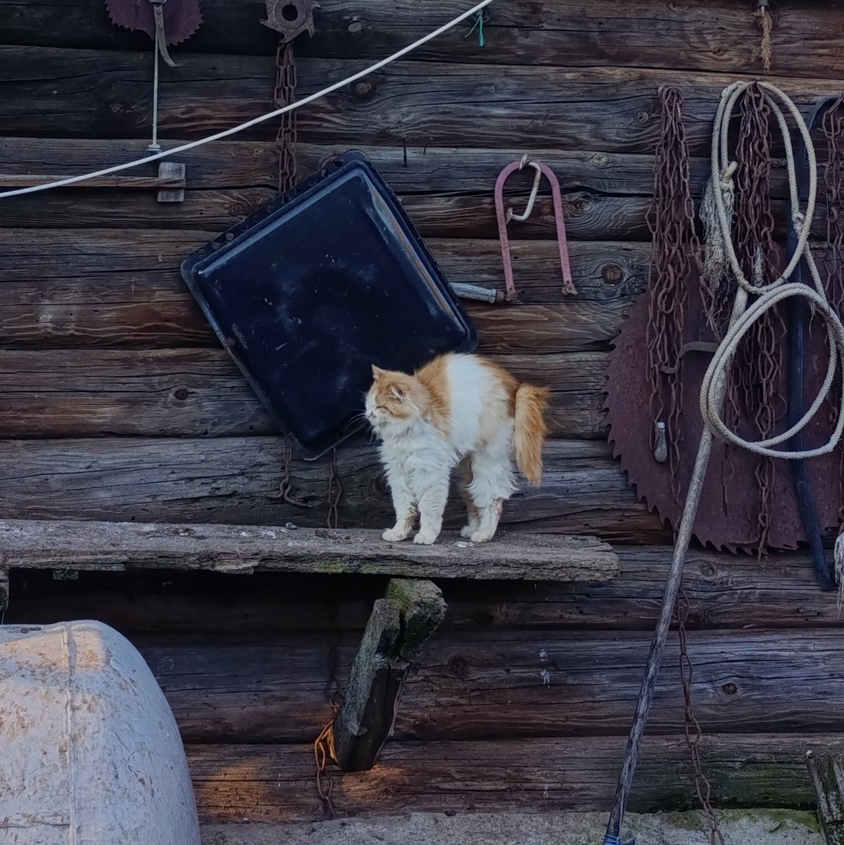 котик - на полставки tweet media