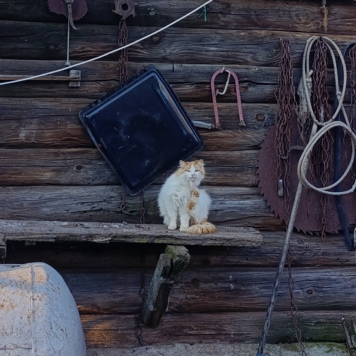 котик - на полставки tweet media