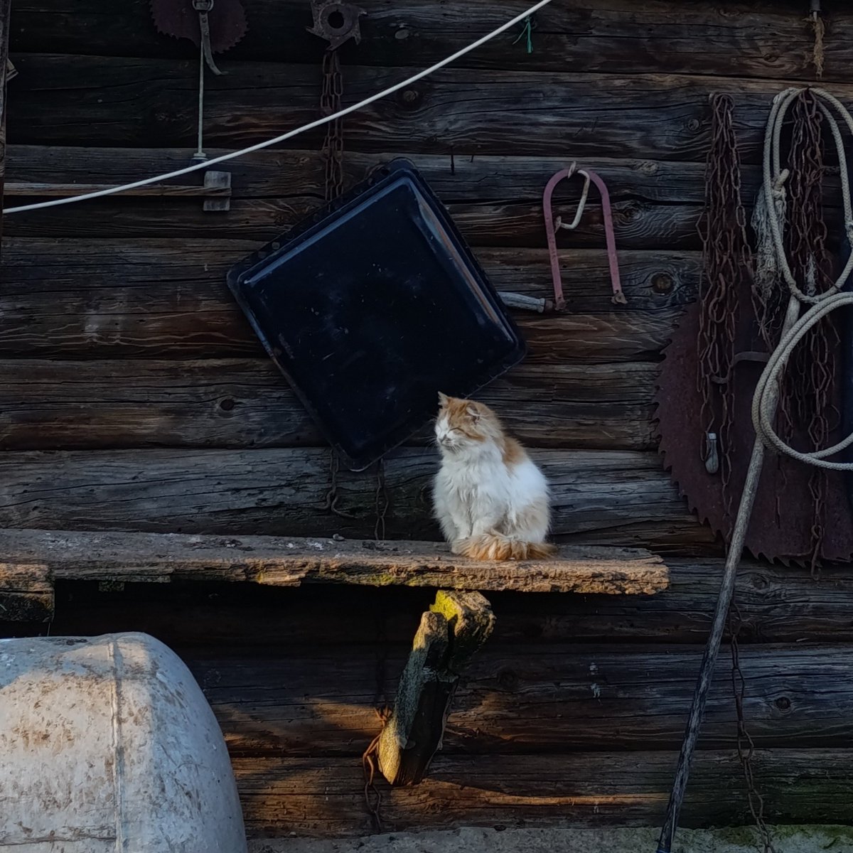 котик - на полставки tweet media
