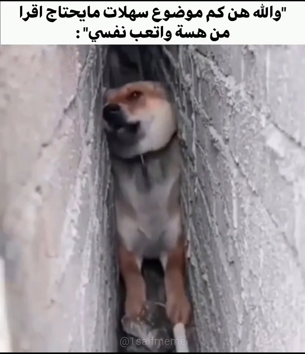 Chat Gpt دايخ tweet media