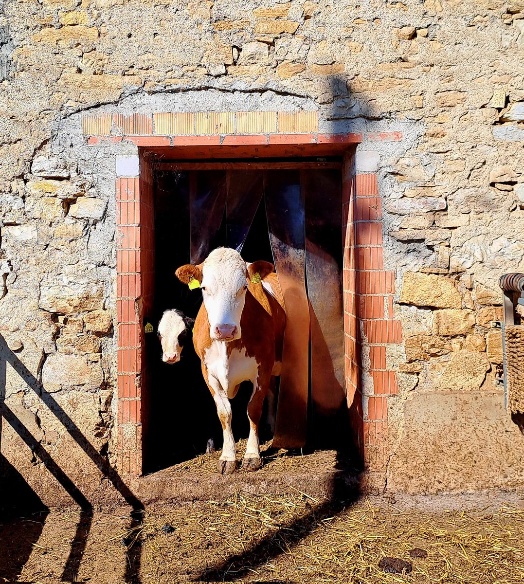 HalbzollZwerg's tweet photo. Kühe für euch 😊🐮 https://t.co/GzHu4v8pNc
