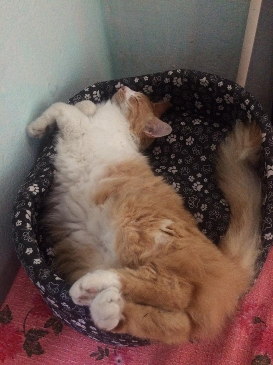 EwerthonCL's tweet photo. @AduaneiradoX Lembrou minha gatinha,gatonbele 🥰 https://t.co/xrM2dauYL9