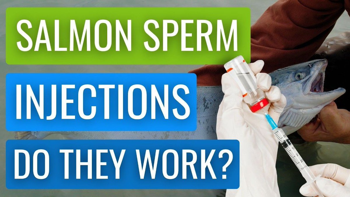 SportPhys's tweet image. A "salmon sperm injection" to fix your painful tendon is not as yucky as it sounds, and it might just help!
youtu.be/85GOxY804GA -- #running #runchat #triathlon #injuryprevention #onlinephysio
