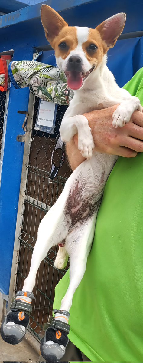 Nuestra ratita con botas es Perla,  la abandonaron con un problema neurológico y tenemos que hacerle un tac para ver su pronóstico y si le mejoramos la calidad de vida.
Si queréis ayudar nuestro bizum de ong es 06715.
Para mas información  ☎️  648100640