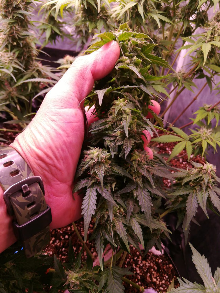 Willythc tweet media