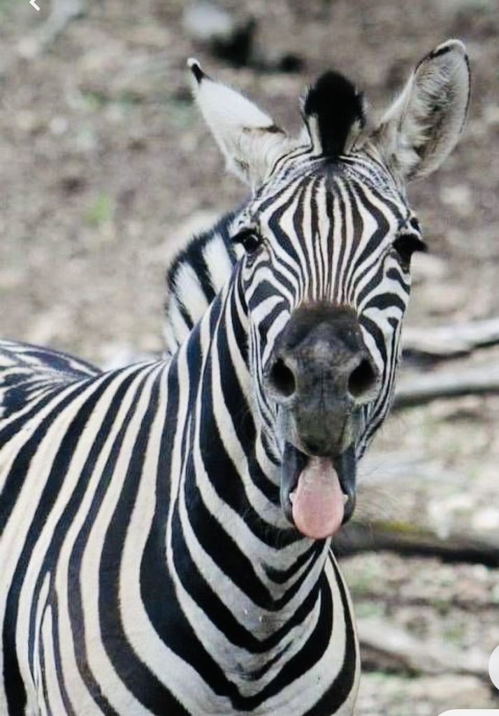 ZEBRA tweet media