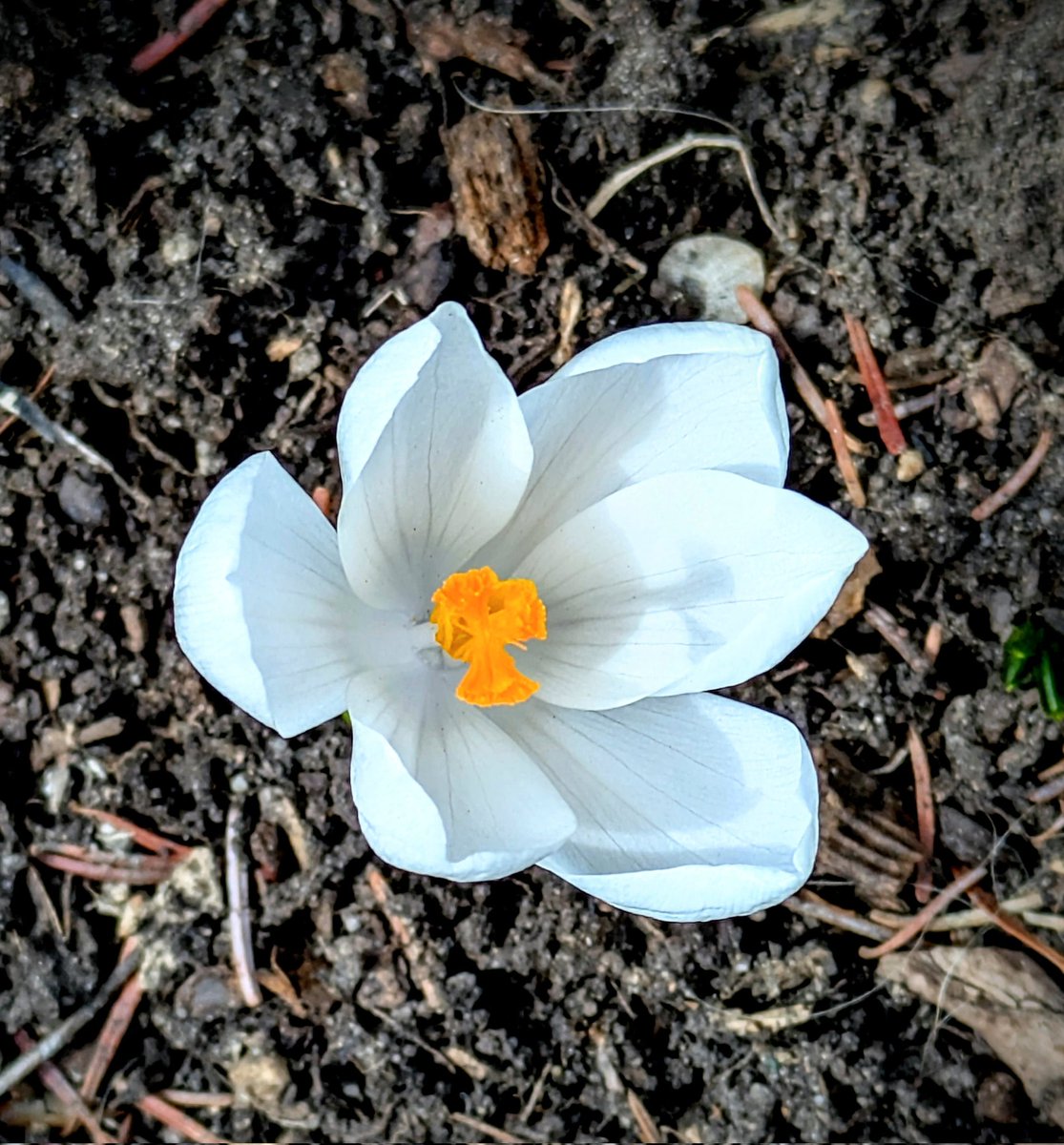 Freeman_4_Ever's tweet photo. First flower of the year... https://t.co/l19gmpG87C
