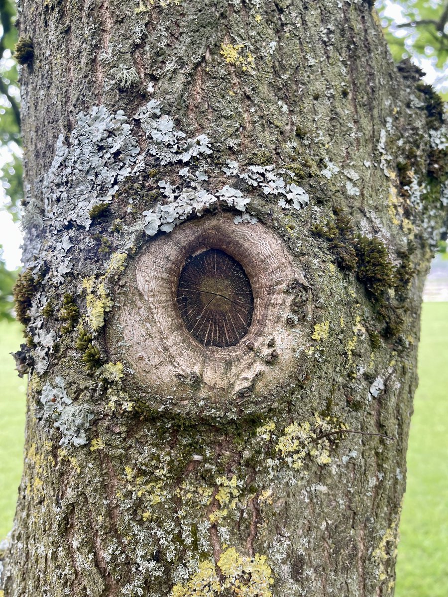 tizdesigns's tweet image. My own pics. My favourite tree spirits from last year. #dryads #ents #treepeople