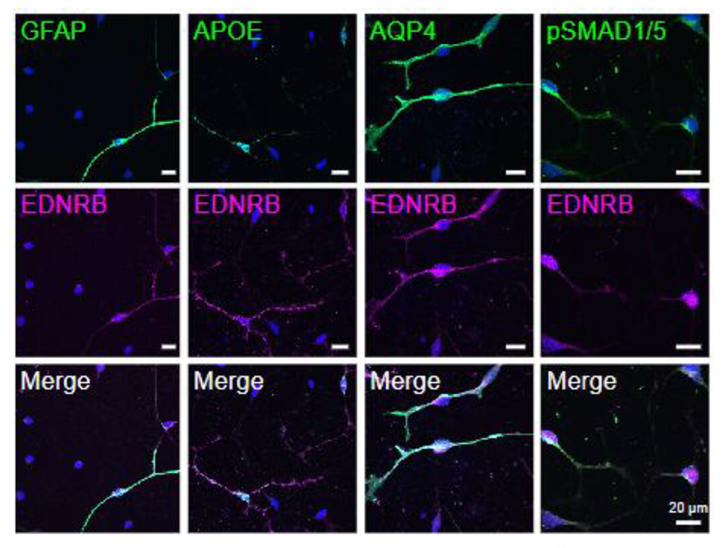 Neural Cell News tweet media