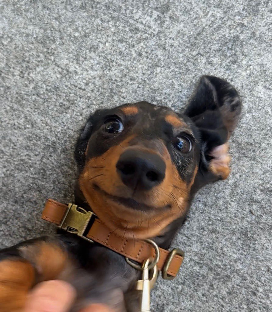 Rocky Bow Boa tweet media