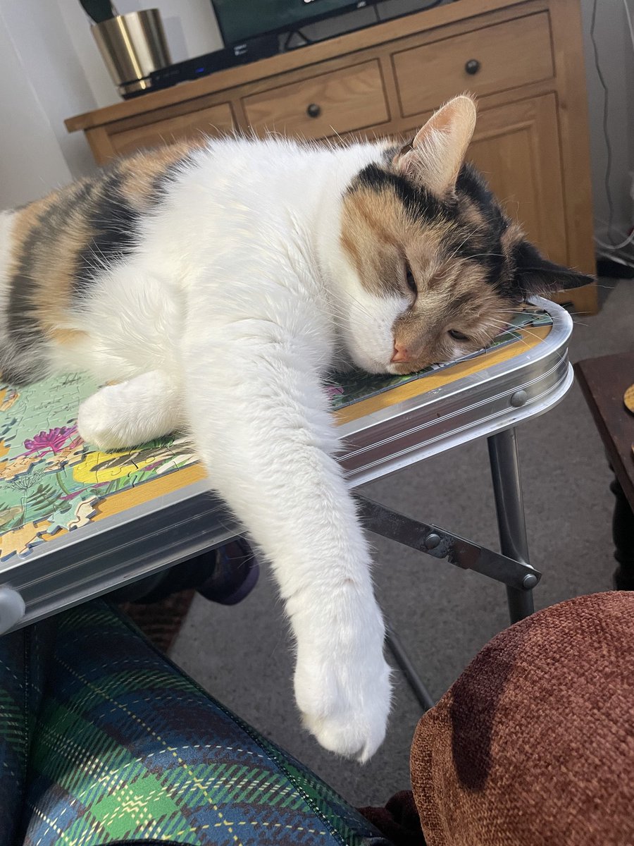 Bullykitten's tweet photo. @thecataura Chicken the freeloading kitty https://t.co/ybD1y85UQm