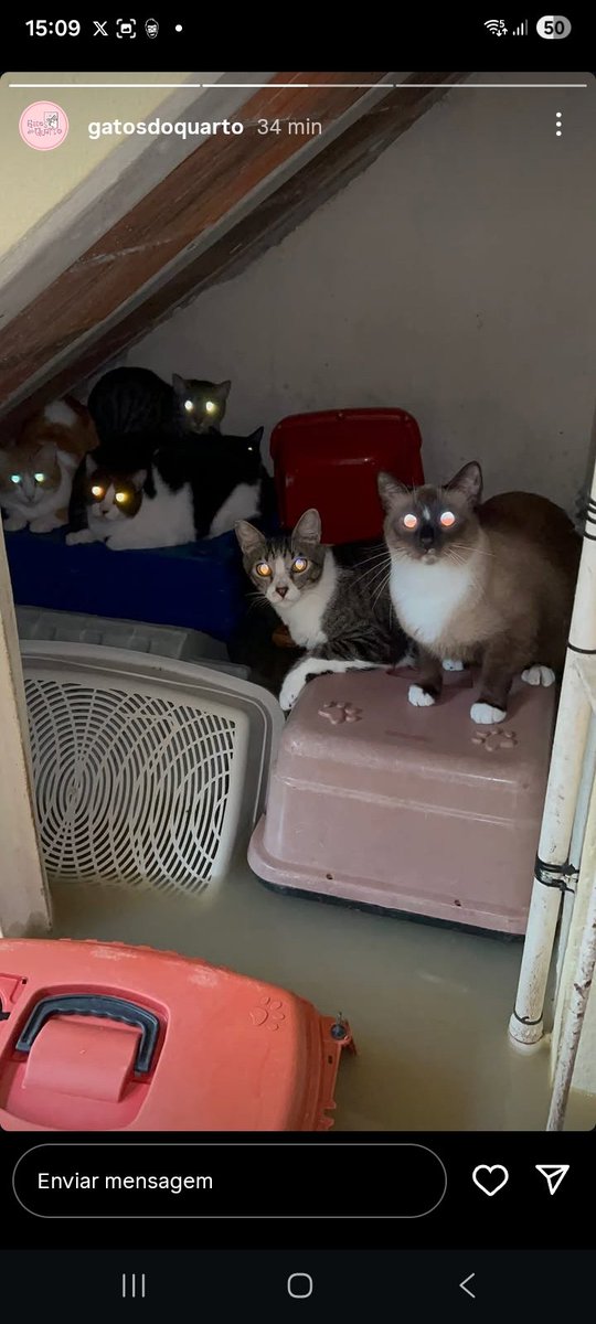 portrasdolimbo2's tweet photo. Pessoal, essa moça resgata e cuida de gatos há anos em Recife 🐱💛 e, infelizmente, também enfrenta há muito tempo os problemas com chuva e enchentes por lá 🌧️🌊

Agora ela está passando por mais uma situação difícil, e os gatinhos com certeza vão precisar de ajuda 🙏🐾 Quem puder, acompanhe e ajude como for possível. Sigam o Instagram dela — ela provavelmente já está precisando de apoio, inclusive de voluntários para ajudar na limpeza quando tudo começar a normalizar 🧹🤝

🔗 https://t.co/l5OuK66pIs